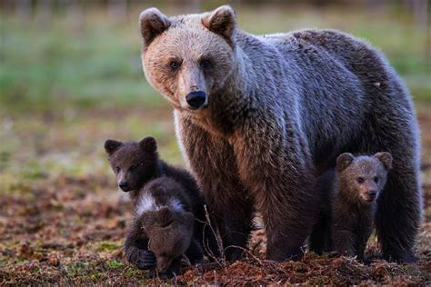 Eurasian Brown Bear Ursus Arctos Arctos The Wolf Intelligencer