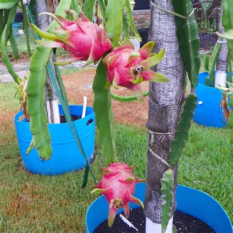 Dragon Fruit Flower Size