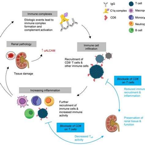 Schematic Of Cd6alcam Blockade In Immune Complex Mediated Download Scientific Diagram