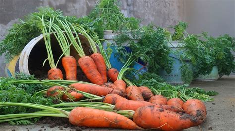 How To Grow Carrot Plants From Carrot To Produce Large Fruits Youtube