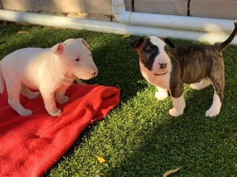 8 x Bull terrier puppies for sale (Pure Bred) Joostenbergvlakte ...