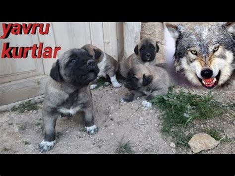 KURTÇU KANGAL BOZONUN YAVRULARI EFSANE OLMUŞ YETİŞİYOR YAVRU KURTLAR