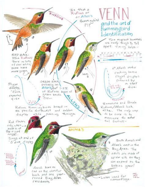 Hummingbird Identification Chart