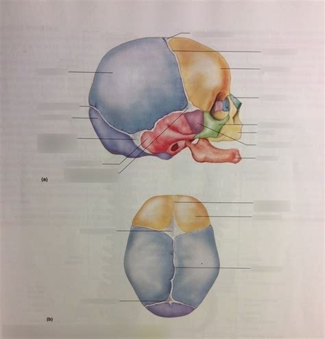 Honors Anatomy And Physiology Diagram Of The Skull Figure 7 31 Diagram