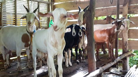 Paano Magpadami Ng Mga Kambing Farming Goatfarming Ii Lyns Mix Vlog