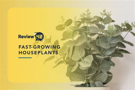 Top 10 Fast-Growing Plants for Your Home - Review42