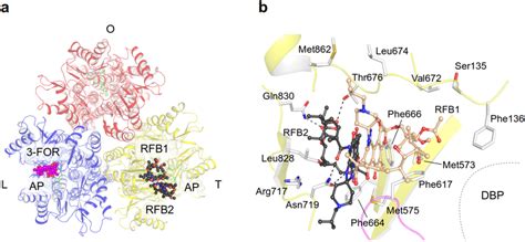 Binding Of Hmw Drugs To The Access Pocket Of The L And T Protomers A