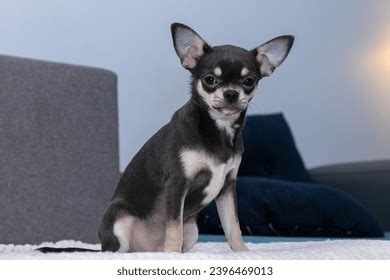 Happy Cute Black Chihuahua Puppy Looking Stock Photo 2396469013 ...