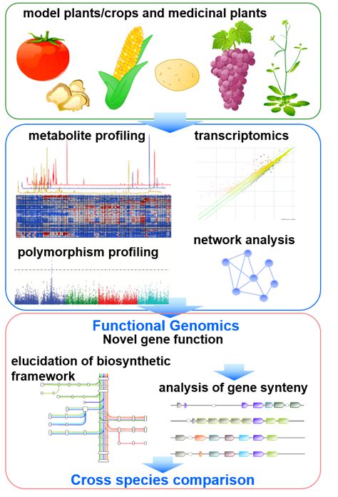 Plant Secondary Metabolism