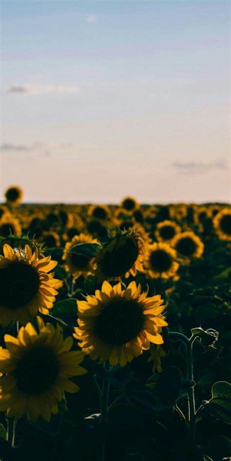 Sunflower Aesthetic Wallpapers - Top Free Sunflower Aesthetic ...