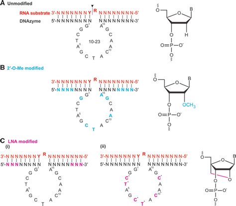 Modified And Unmodified Dnazymes A C G T Specific Nucleotides