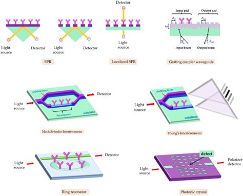 Chemosensors Free Full Text Optical Immunosensors For Bacteria