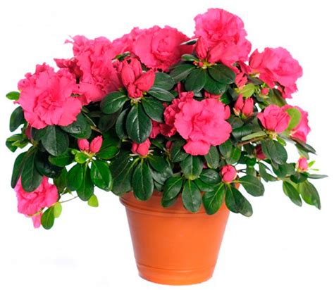 Азалия: уход в домашних условиях, пересадка и размножение