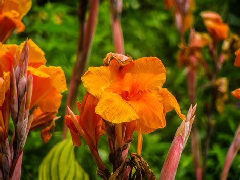 Kostenlose Foto Blatt Blume Orange Botanik Garten Flora