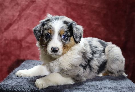 Australian Shepherd For Sale Fredericksburg Oh Female Ember Ac