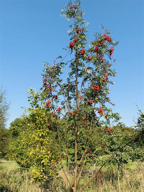 Rowan Tree Mountain Ash Tree Sorbus Aucuparia In A Pot Cotswold Trees