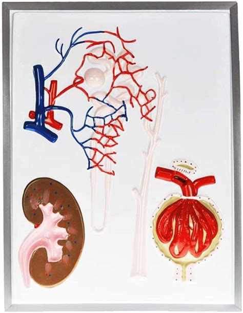 Buy Zamax Study Model Unit And Renal Corpuscle Model Anatomy Renal