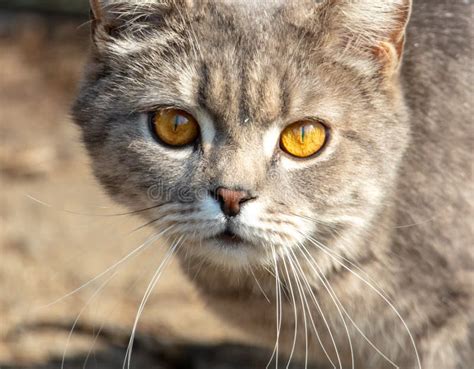 Portrait of a Cat with Orange Eyes Stock Photo - Image of kitty, mammal ...