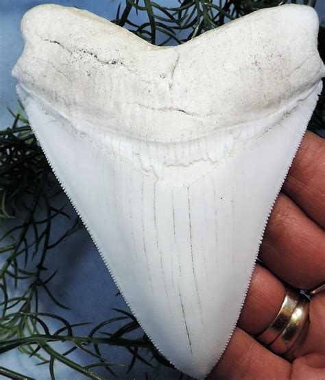 Megalodon Shark Tooth Replica 5 Inches Long White Resin Model – rocksolidfossils