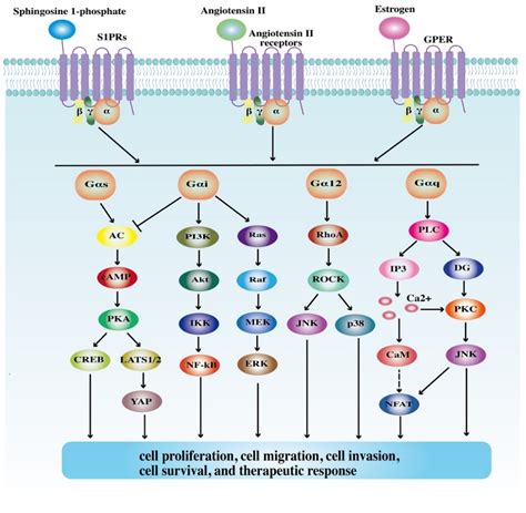 G Protein Coupled Receptors Pathway