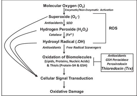 Generation Of Reactive Oxygen Species Ros By Enzymatic And Or