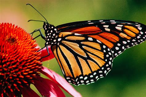 Orange Butterfly Meaning: Unveiling Spiritual Symbols - Appliance Tricks