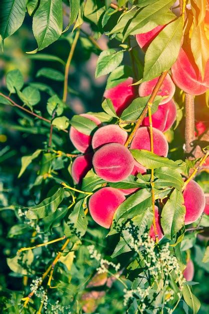 Melocotones En Una Rama En Un Huerto Fondo De Naturaleza Cosecha De