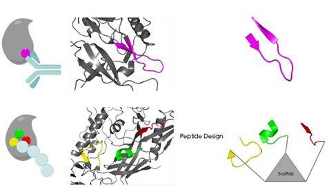 Peptide Synthesis Lifetein Peptide Blog