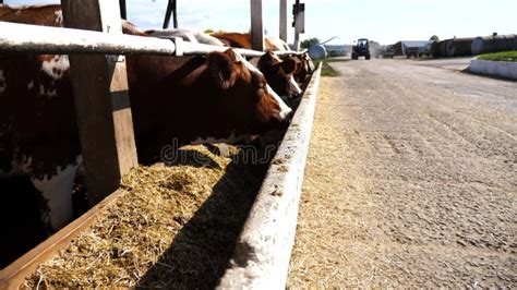 Row Of Cattle Chewing Fodder At Milk Factory Curious Cows Look Into Camera Eating Hay On Modern