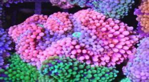 Florida Ricordea Coral Care - Frag Box Corals