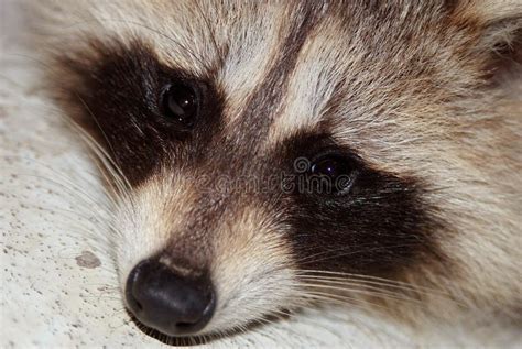 Raccoon face close-up stock photo. Image of mammals, animals - 2989622