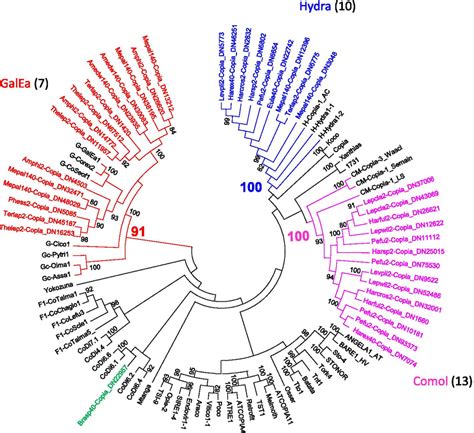 Phylogenetic Relationships Of Copia Retrotransposons The Tree Is Based