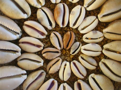 Cowrie Spiral Most Of My Cowrie Shells Almost All Of The Flickr