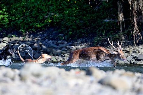 鳥友拍鷹卻見「小鹿亂撞」 梅花鹿險成野狗午餐 生活 中時