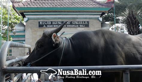 NUSABALI Presiden Jokowi Kurban Di Masjid Agung Jamik