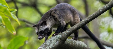 The Asian Palm Civet | Critter Science