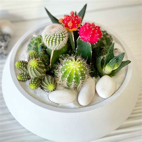 Cactus & Succulent Arrangement Large Bowl 10” – Concreate Garden