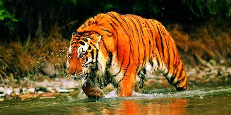 Sunderbans Tiger Reserve - Updated 2023