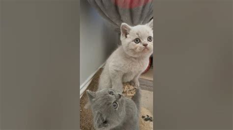 Kittens Lilac And Blue Bsh Youtube