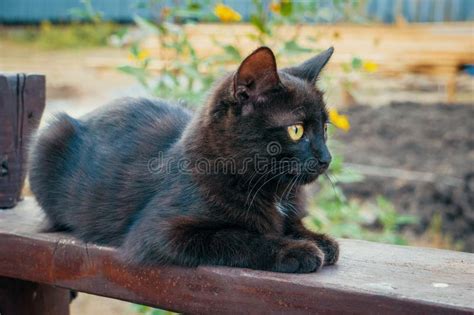 Little Cute Black Portrait, Pretty Domestic Animal Stock Image - Image ...