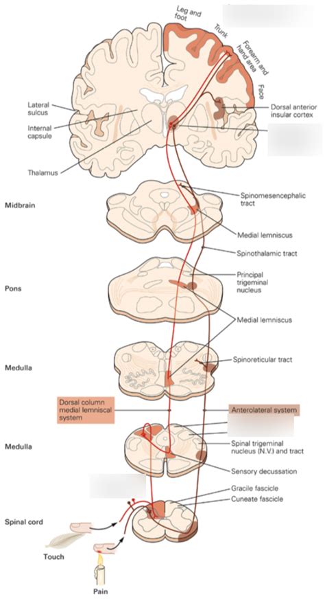 Somatosensory Pathway Diagram Quizlet