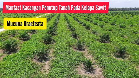 MANFAAT KACANGAN Pentup Tanah Bagi Tanaman KELAPA SAWIT YouTube