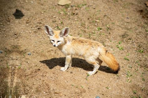 Premium Photo | Portrait of animals in the prague zoo