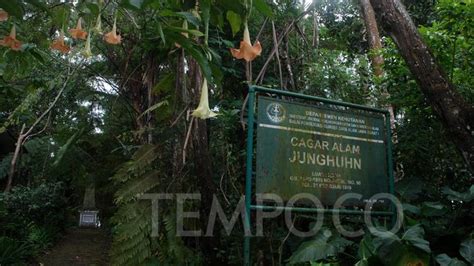 Menelusuri Cagar Alam Junghuhn Di Lembang Foto Tempo Co