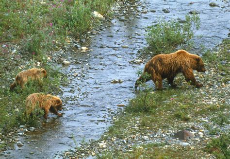 View of female brown bear with her cubs - Stock Image - Z927/0022 ...