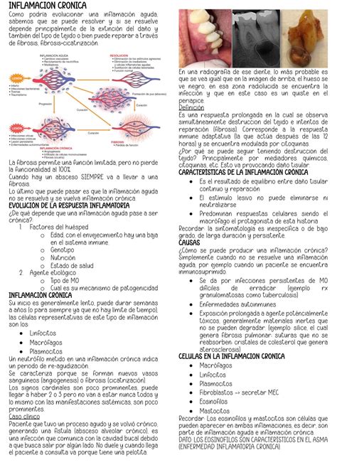 Inflamaci N Cr Nica Patologia General Ii Studocu