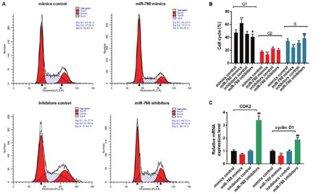 Mir 760 Regulates Cell Cycle Progression In C2c12 Myoblasts A Download Scientific Diagram