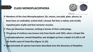 Phylum Mollusca, Class Polyplacophora, Class Monoplacophora ...