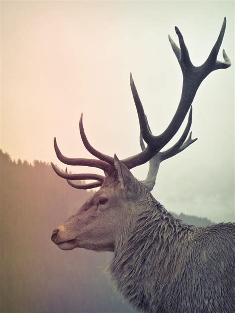 Deer Antler Wallpapers - Top Free Deer Antler Backgrounds - WallpaperAccess