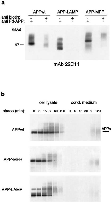 Cell Surface Expression And Maturation Of APP L AM P And APP MPR A